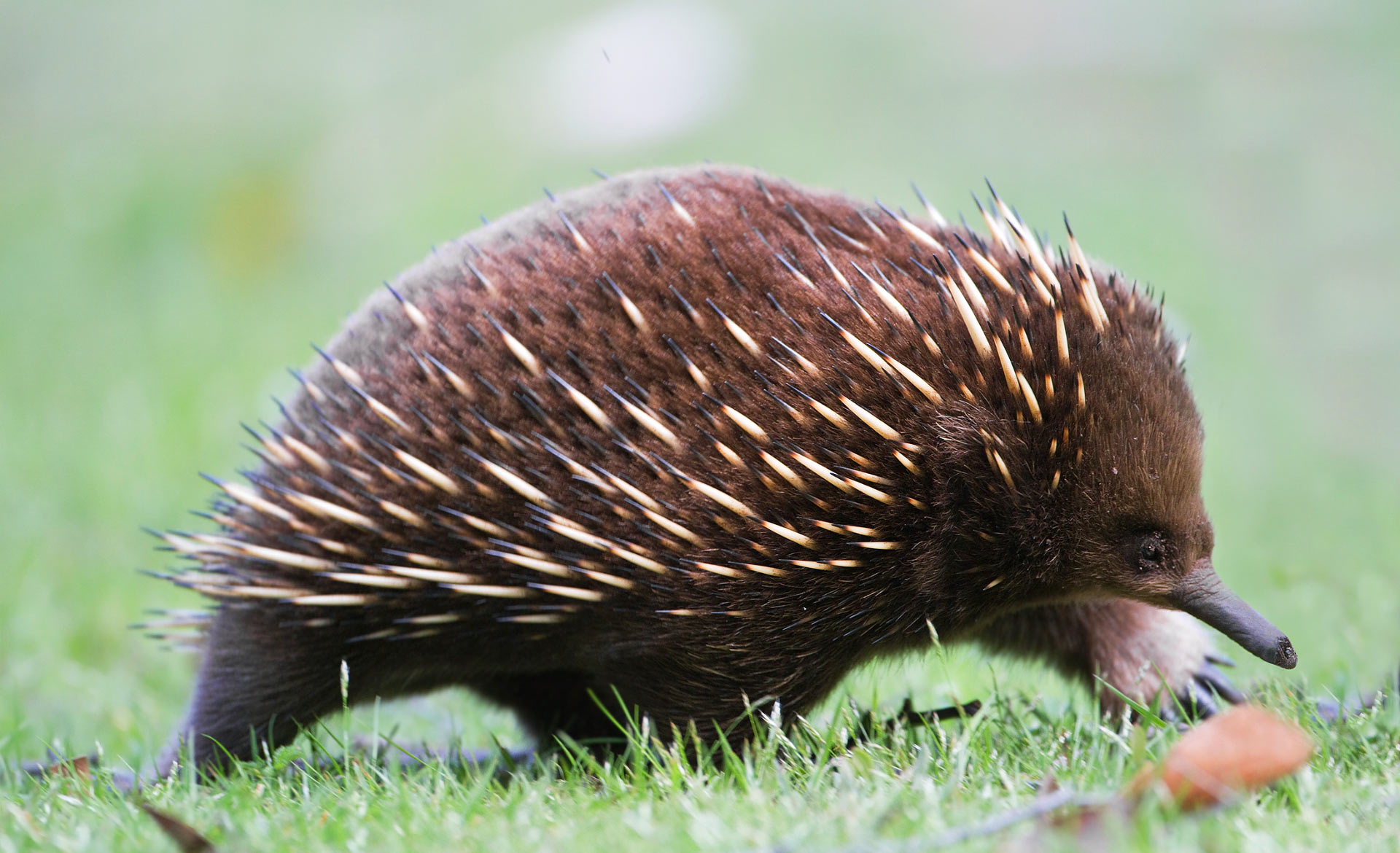 image 9227 2e Short Beaked Echidna